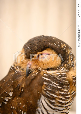 Cute owl 112448066