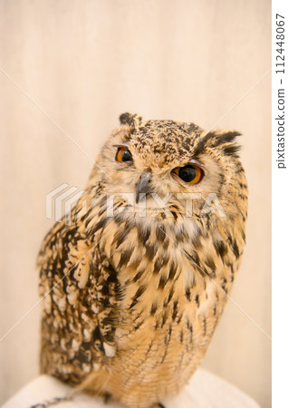 Cute owl 112448067