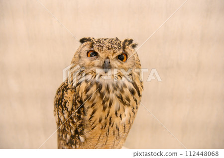 Cute owl 112448068