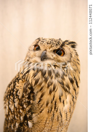 可愛的貓頭鷹 112448071