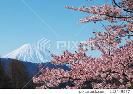 金櫻神社和富士山的櫻花 112449977