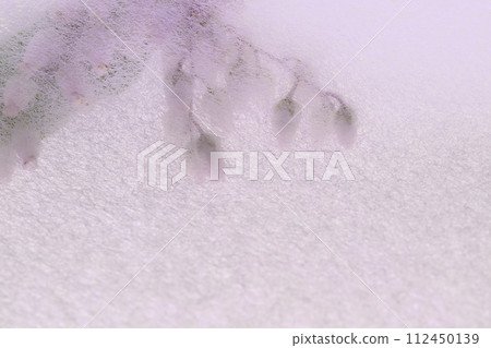 Collaboration of Japanese paper and Asebi flowers (background material) 112450139