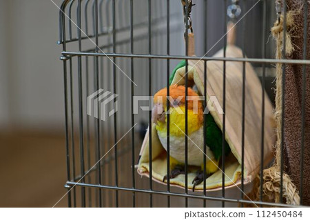 Shirohara parakeet 112450484