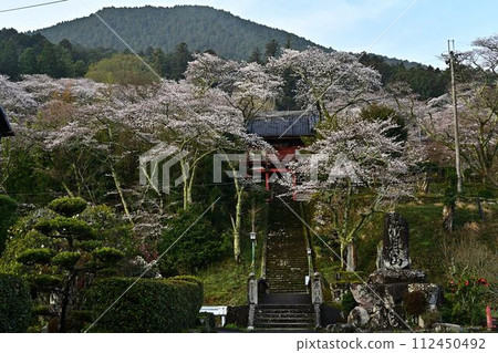 Joshoji Temple in bloom with cherry blossoms 112450492