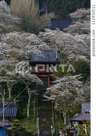 櫻花盛開的上正寺 櫻花盛開的上正寺 112450512