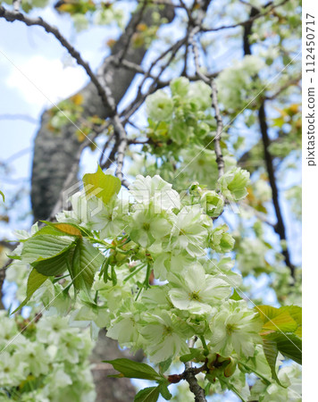 Gyoi Kizakura in full bloom against the blue sky Gyoi Kizakura in full bloom against the blue sky 112450717