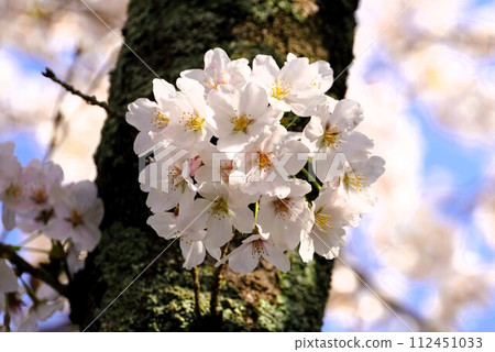 Cherry Blossoms	 112451033