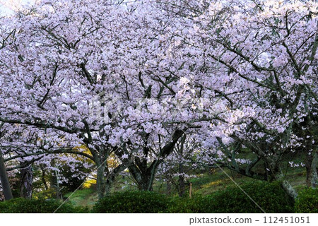 Cherry tree in full bloom  112451051