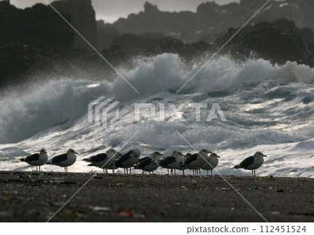 一群鳥兒在波光粼粼的大海和沙灘上休息 112451524
