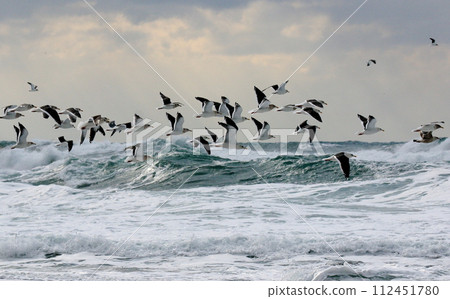 一群海鳥在白色的海浪中翩翩起舞 112451780