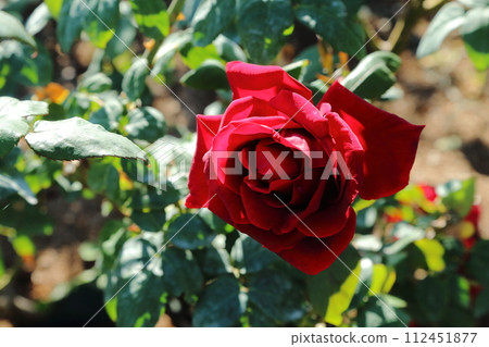 Arao City Ominous Citizen Flower Bed Rose Flower, Arao City Ominous Citizen Flower Bed Rose Flower, 112451877