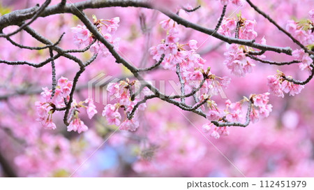 Spring image (cherry blossoms: Kawazu cherry blossoms) Spring image (cherry blossoms: Kawazu cherry blossoms) 112451979