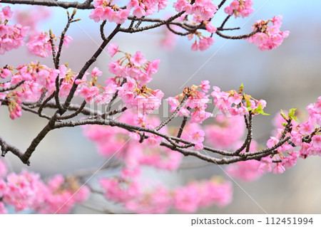 Spring image (cherry blossoms: Kawazu cherry blossoms) 112451994