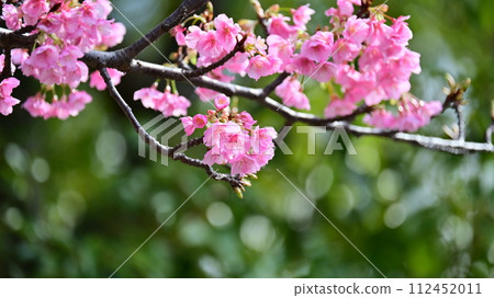 Spring image (cherry blossoms: Kawazu cherry blossoms) Spring image (cherry blossoms: Kawazu cherry blossoms) 112452011