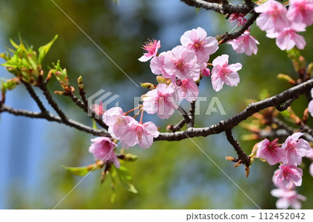 Spring image (cherry blossoms: Kawazu cherry blossoms) Spring image (cherry blossoms: Kawazu cherry blossoms) 112452042