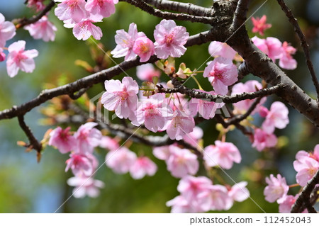 Spring image (cherry blossoms: Kawazu cherry blossoms) Spring image (cherry blossoms: Kawazu cherry blossoms) 112452043