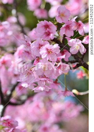 Spring image (cherry blossoms: Kawazu cherry blossoms) Spring image (cherry blossoms: Kawazu cherry blossoms) 112452052