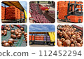 Onion Processing in Packing House Facility Prior Distribution To Market. Loading Truck With Palletized Onion Bags - Photo Collage 112452294