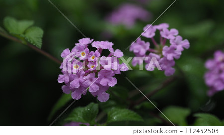 Lantana (Trailing lantana) Lantana (Trailing lantana) 112452503