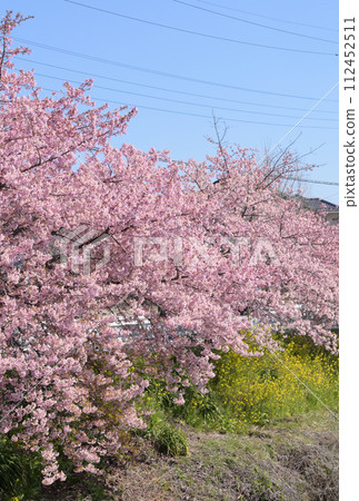 Kawazu cherry blossoms blooming on the bank of the river Kawazu cherry blossoms blooming on the bank of the river 112452511