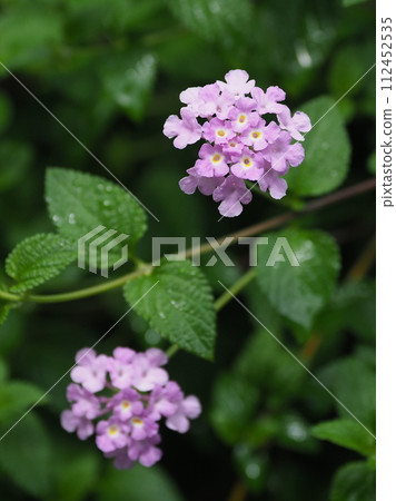 Lantana (Trailing lantana) Lantana (Trailing lantana) 112452535
