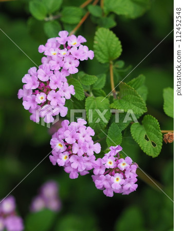Lantana (Trailing lantana) Lantana (Trailing lantana) 112452548