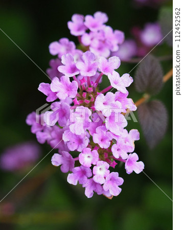 Lantana (Trailing lantana) 112452562