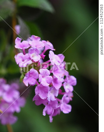 Lantana (Trailing lantana) 112452563