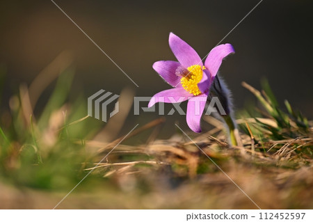 Spring background with flower. Beautiful nature at sunset in spring time. Pasque flower (Pulsatilla grandis) Spring background with flower. Beautiful nature at sunset in spring time. Pasque flower (Pulsatilla grandis) 112452597