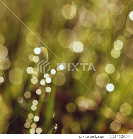 Spring. Beautiful natural background of green grass with dew and water drops. Seasonal concept - morning in nature. 112452604