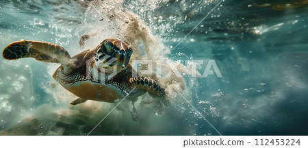 A turtle is swimming in the ocean with its head above the water 112453224