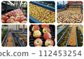 Apple Processing in Packing House.  Apple Washing, Sorting, Grading and Packing Line. Fresh Apples Moving Along Conveyor Belt - Photo Collage  112453254