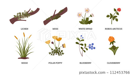 Tundra plant collection set, white dryad, blueberry, sedge, polar poppy, cloudberry, lichen moss vector wild north herbs Tundra plant collection set, white dryad, blueberry, sedge, polar poppy, cloudberry, lichen moss vector wild north herbs 112453766