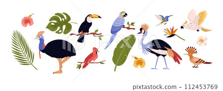 Tropical birds, set of cartoon style vector illustration isolated on white 112453769