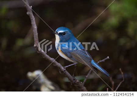 [野鳥] 雄性紅尾鶲棲息在樹枝上 112454154
