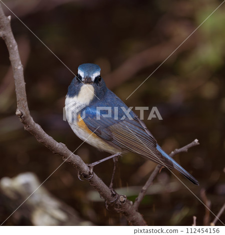 [野鳥] 雄性紅尾鶲棲息在樹枝上 112454156