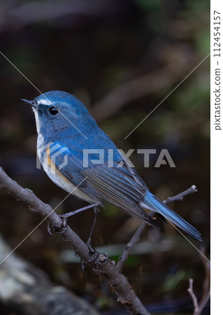 [野鳥] 雄性紅尾鶲棲息在樹枝上 112454157