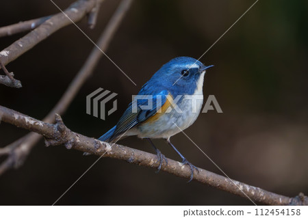 [野鳥] 雄性紅尾鶲棲息在樹枝上 112454158