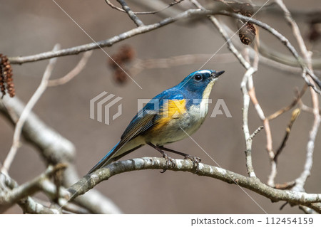 [野鳥] 雄性紅尾鶲棲息在樹枝上 112454159