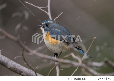 [野鳥] 雄性紅尾鶲棲息在樹枝上 112454160