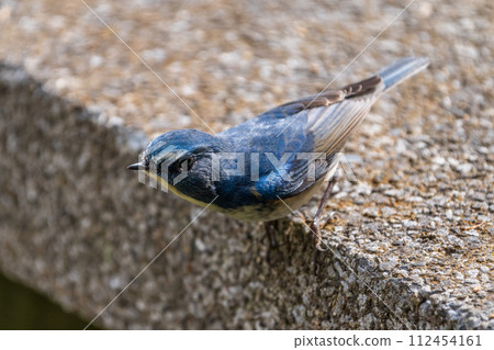 [野鳥] 雄性紅尾鶲棲息在樹枝上 112454161