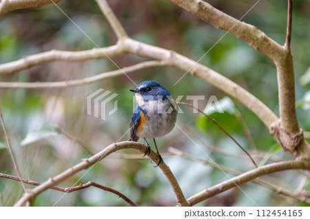 [野鳥] 雄性紅尾鶲棲息在樹枝上 112454165