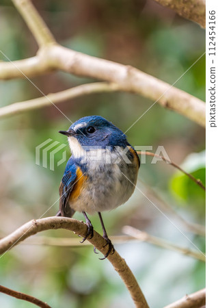 [野鳥] 雄性紅尾鶲棲息在樹枝上 112454166