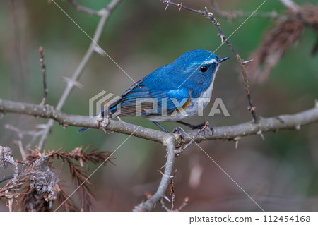 [Wild Bird] Male Redstart flycatcher perched on a branch 112454168