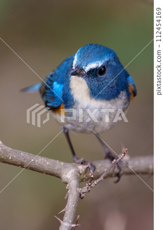 [Wild Bird] Male Redstart flycatcher perched on a branch 112454169