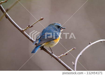 [野鳥] 雄性紅尾鶲棲息在樹枝上 112454171