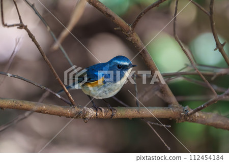[Wild Bird] Male Redstart flycatcher perched on a branch 112454184
