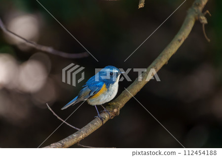 [Wild Bird] Male Redstart flycatcher perched on a branch 112454188