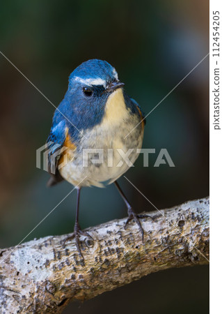 [Wild Bird] Male Redstart flycatcher perched on a branch 112454205