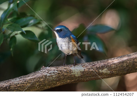 [野鳥] 雄性紅尾鶲棲息在樹枝上 112454207